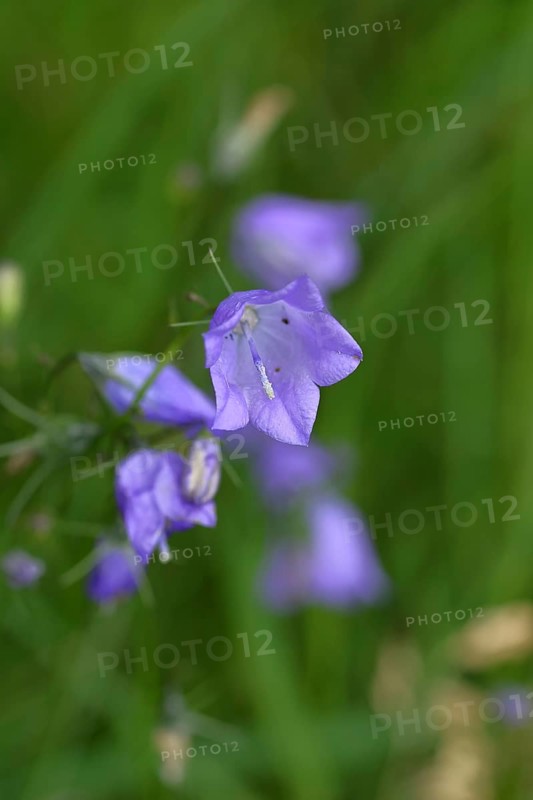 Meadow bellflower (Campanula patula), blue flower, on a rough meadow, Wilnsdorf, North Rhine-Westphalia, Germany