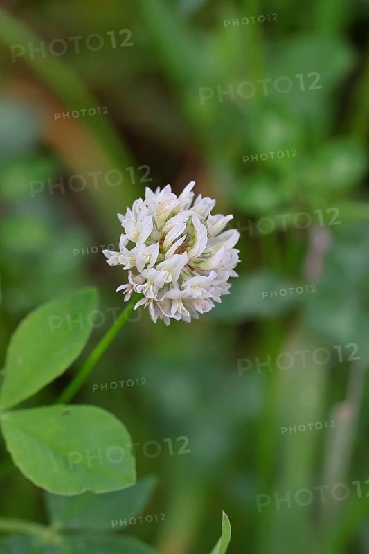 White clover (Trifolium repens), flowering, Wilnsdorf, North Rhine-Westphalia, Germany