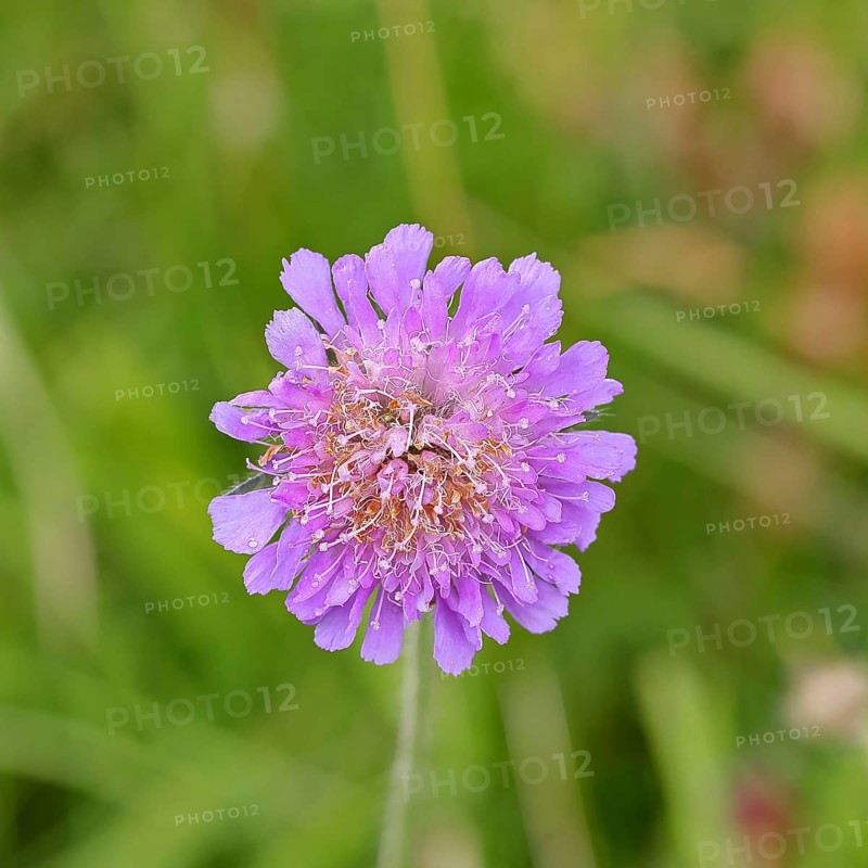 Scabiosa (scabiosa), flower in a forest clearing, Wilnsdorf, North Rhine-Westphalia, Germany