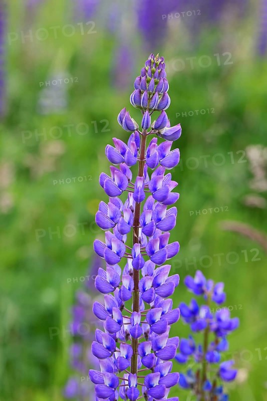 Large-leaved lupin, also known as perennial lupin (Lupinus polyphyllus), blue flower on a wild meadow, Wilnsdorf, North Rhine-Westphalia, Germany