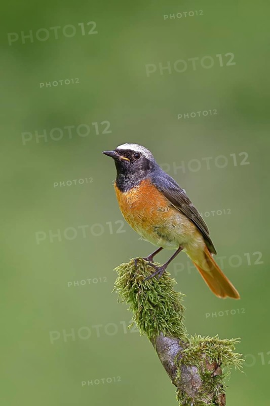 Redstart (Phoenicurus phoenicurus), male on a moss-covered branch, songbird, wildlife, Wilnsdorf, North Rhine-Westphalia, Germany