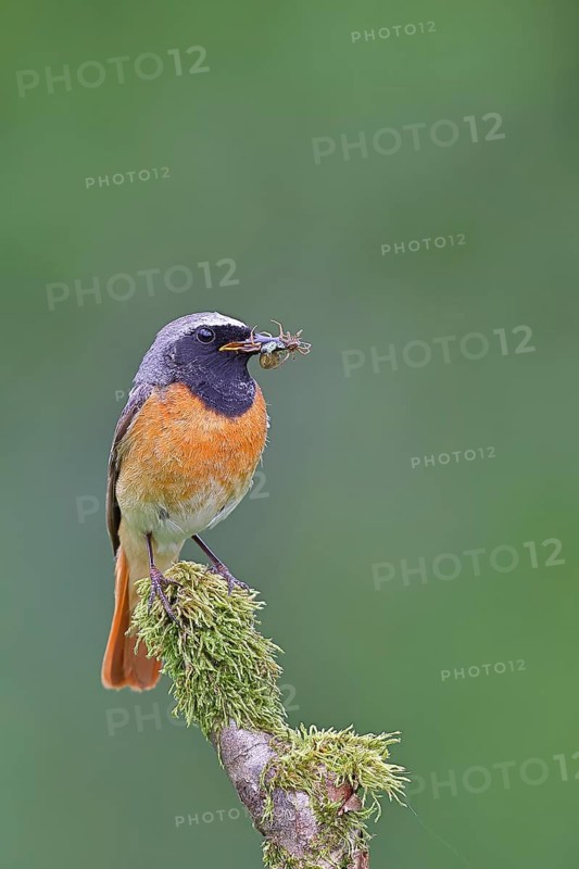 Redstart (Phoenicurus phoenicurus), male with caterpillars in beak on mossy branch, songbird, wildlife, Wilnsdorf, North Rhine-Westphalia, Germany