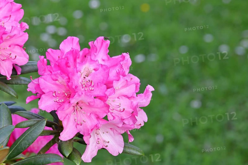 Rhododendron flowers (Rhododendron Homer), purple flowers, in a garden, Wilnsdorf, North Rhine-Westphalia, Germany