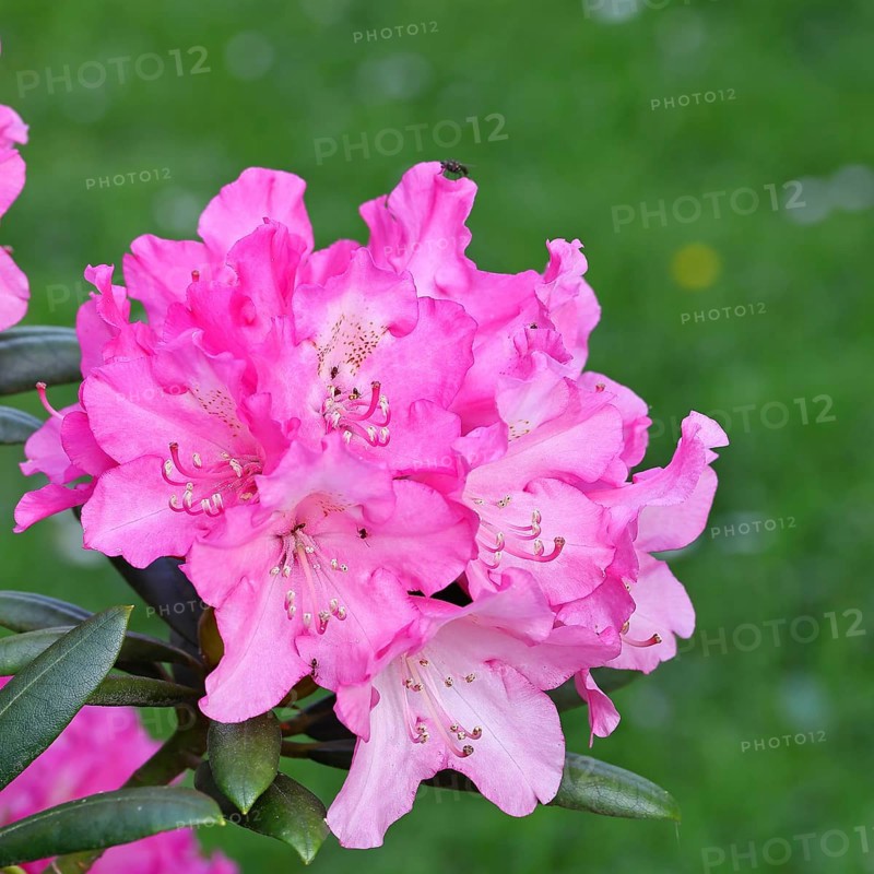 Rhododendron flowers (Rhododendron Homer), purple flowers, in a garden, Wilnsdorf, North Rhine-Westphalia, Germany