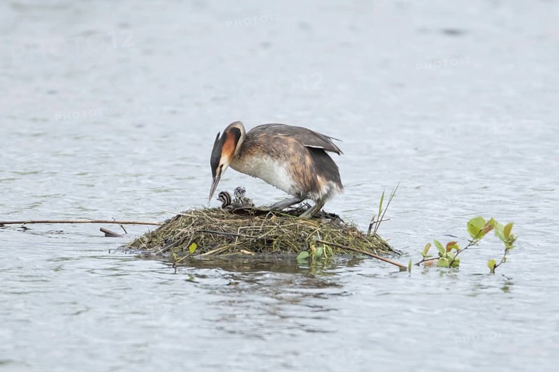 Great crested grebe (Podiceps cristatus) adult parent bird with a two juvenile baby chicks on a nest on a lake in spring, England, United Kingdom
