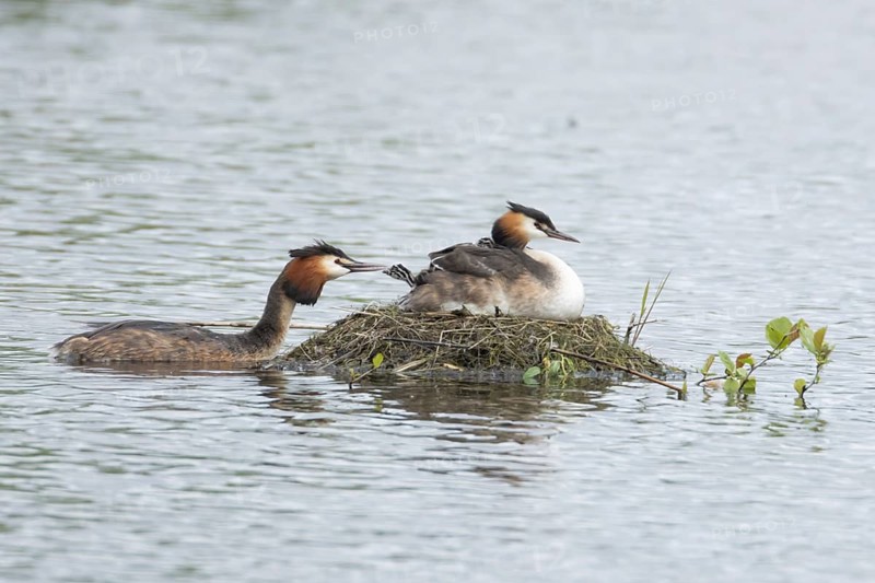 Great crested grebe (Podiceps cristatus) adult parent bird with two juvenile baby chicks on its back on a nest on a lake with another bird bringing food, England, United Kingdom