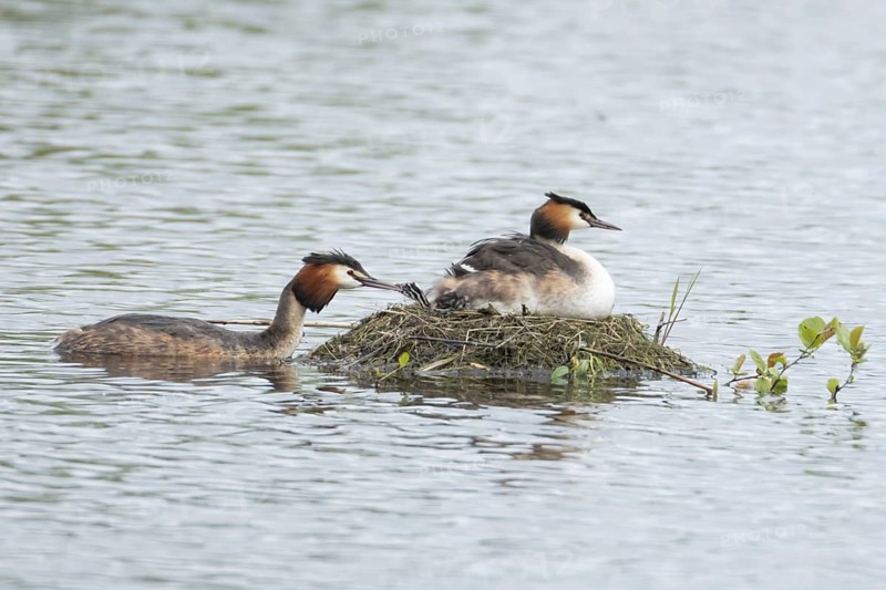 Great crested grebe (Podiceps cristatus) adult parent bird with two juvenile baby chicks on its back on a nest on a lake with another bird bringing food, England, United Kingdom