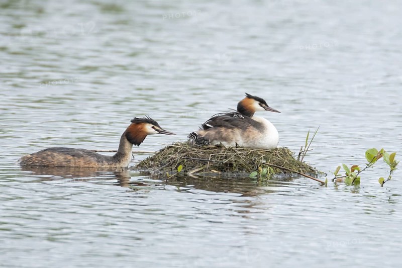 Great crested grebe (Podiceps cristatus) adult parent bird with two juvenile baby chicks on its back on a nest on a lake with another bird bringing food, England, United Kingdom