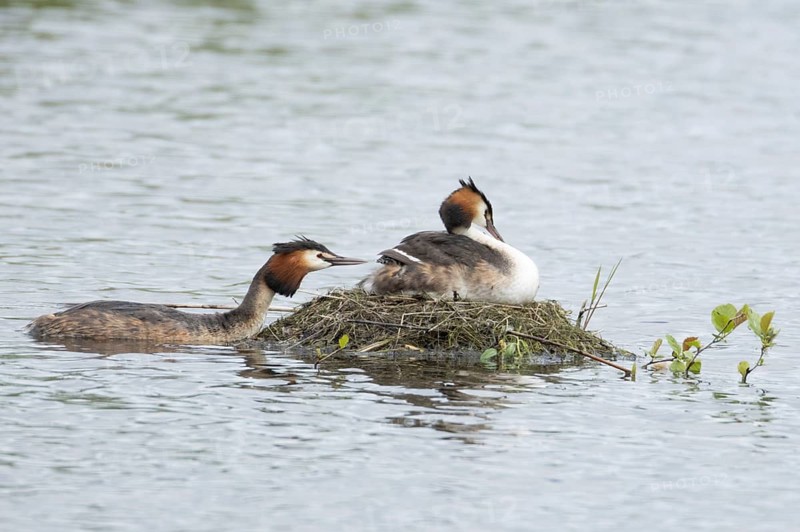 Great crested grebe (Podiceps cristatus) adult parent bird with a juvenile baby chick on its back on a nest on a lake with another bird bringing food, England, United Kingdom