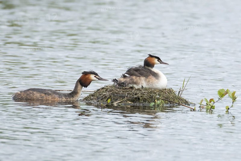 Great crested grebe (Podiceps cristatus) adult parent bird with a juvenile baby chick on its back on a nest on a lake with another bird bringing food, England, United Kingdom