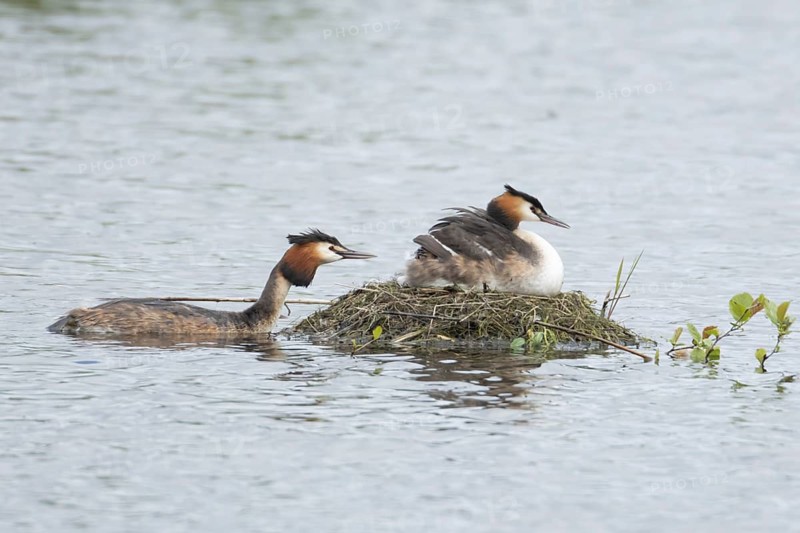 Great crested grebe (Podiceps cristatus) adult parent bird with a juvenile baby chick on its back on a nest on a lake with another bird bringing food, England, United Kingdom