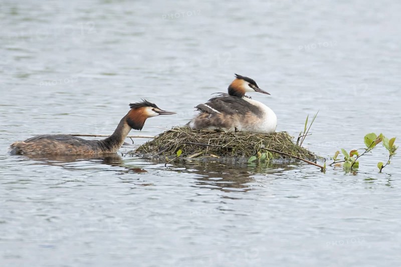 Great crested grebe (Podiceps cristatus) adult parent bird with a juvenile baby chick on its back on a nest on a lake with another bird bringing food, England, United Kingdom