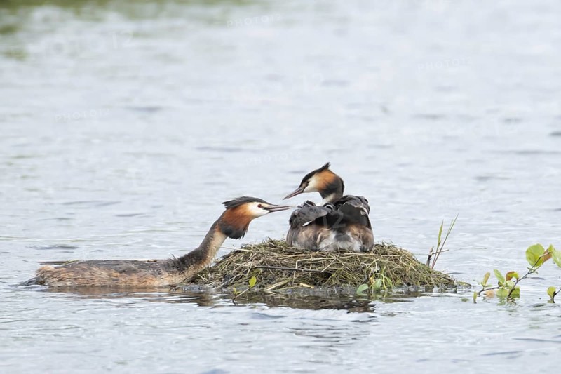 Great crested grebe (Podiceps cristatus) adult parent bird with a juvenile baby chick on its back on a nest on a lake with another bird bringing food, England, United Kingdom