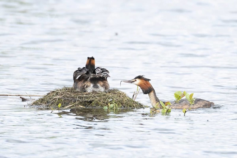Great crested grebe (Podiceps cristatus) adult parent bird with two juvenile baby chicks on its back on a nest on a lake with another bird bringing a fish for food in spring, England, United Kingdom
