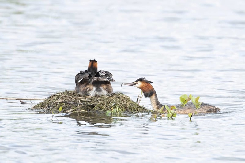 Great crested grebe (Podiceps cristatus) adult parent bird with two juvenile baby chicks on its back on a nest on a lake with another bird bringing a fish for food in spring, England, United Kingdom
