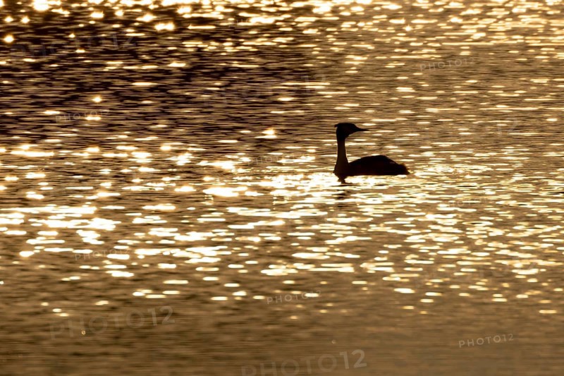 Great crested grebe (Podiceps cristatus) silhouette of an adult bird on a lake at sunset, England, United Kingdom