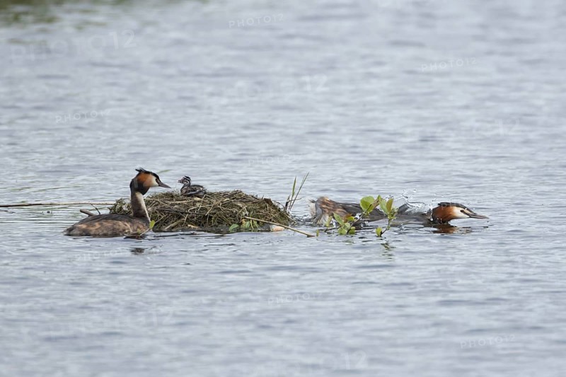 Great crested grebe (Podiceps cristatus) two adult parent birds with a juvenile baby chick on a nest on a lake, England, United Kingdom