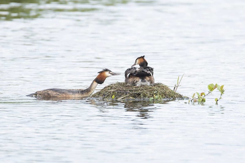 Great crested grebe (Podiceps cristatus) adult parent bird with a juvenile baby chick on its back on a nest on a lake with another bird bringing food, England, United Kingdom