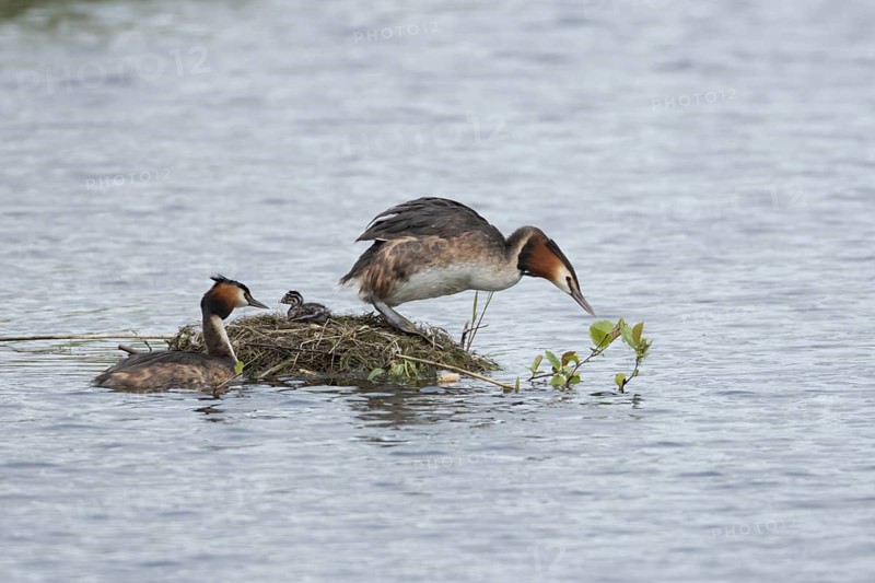 Great crested grebe (Podiceps cristatus) two adult parent birds with a juvenile baby chick at a nest on a lake in springtime, England, United Kingdom