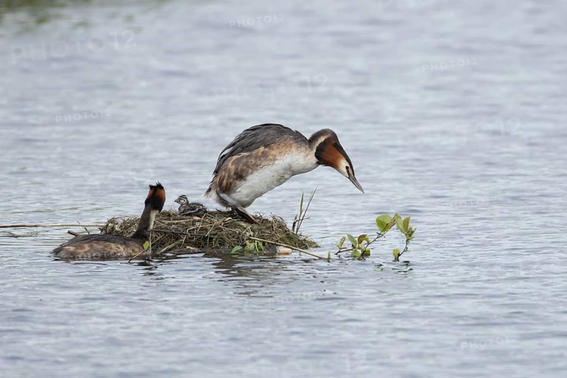 Great crested grebe (Podiceps cristatus) two adult parent birds with a juvenile baby chick at a nest on a lake in springtime, England, United Kingdom
