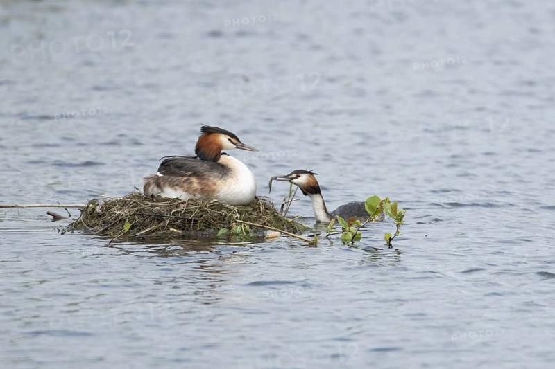 Great crested grebe (Podiceps cristatus) adult parent bird with a juvenile baby chick on its back on a nest on a lake with another bird bringing food, England, United Kingdom