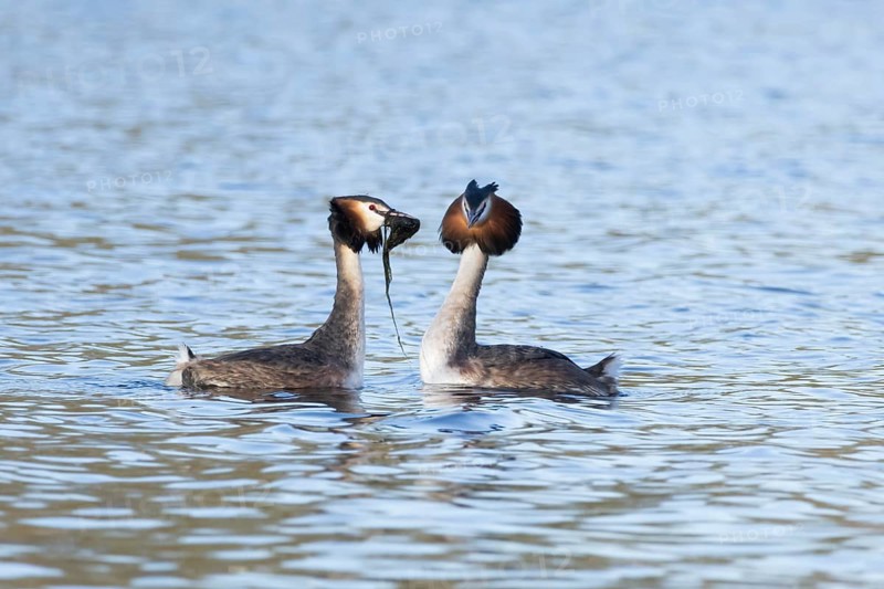 Great crested grebe (Podiceps cristatus) two adult birds performing a weed dance during their love courtship display on a lake in spring, England, United Kingdom