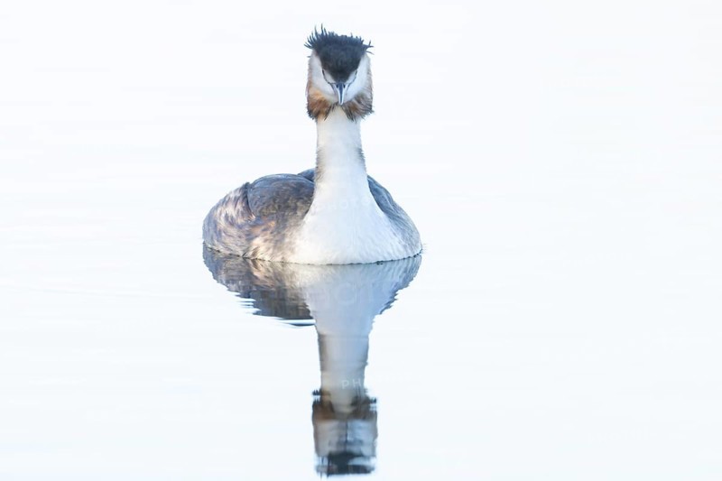 Great crested grebe (Podiceps cristatus) adult bird on a lake, England, United Kingdom