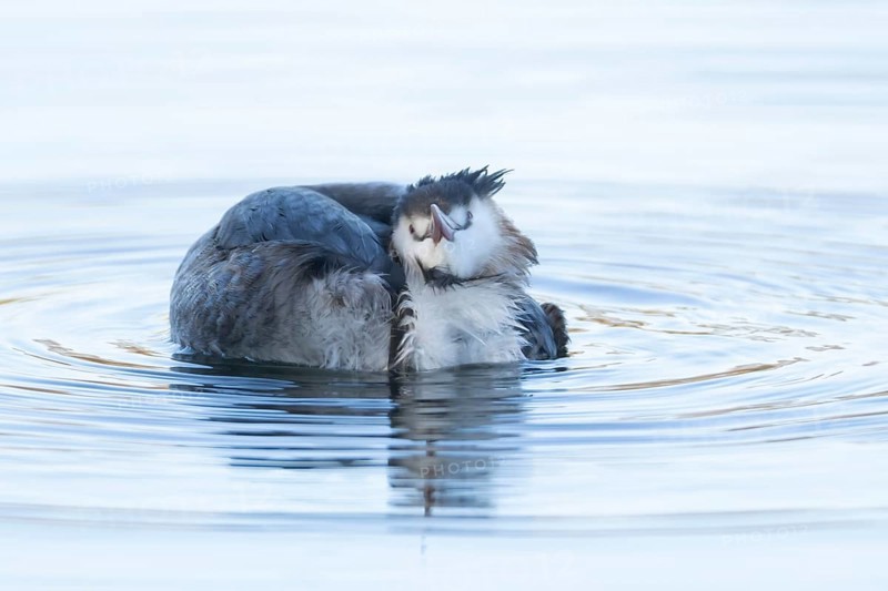 Great crested grebe (Podiceps cristatus) adult bird on a lake, England, United Kingdom