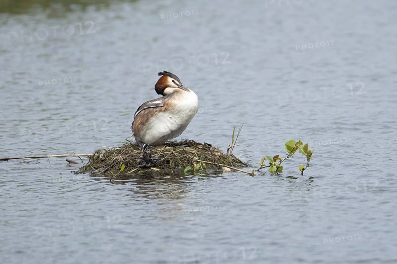 Great crested grebe (Podiceps cristatus) adult parent bird with a juvenile baby chick on a nest on a lake in spring, England, United Kingdom