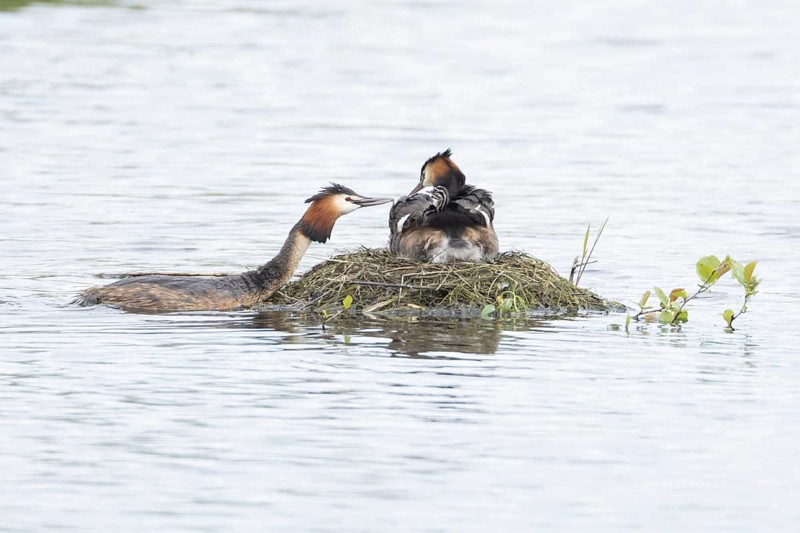Great crested grebe (Podiceps cristatus) adult parent bird with a juvenile baby chick on its back on a nest on a lake with another bird bringing food, England, United Kingdom
