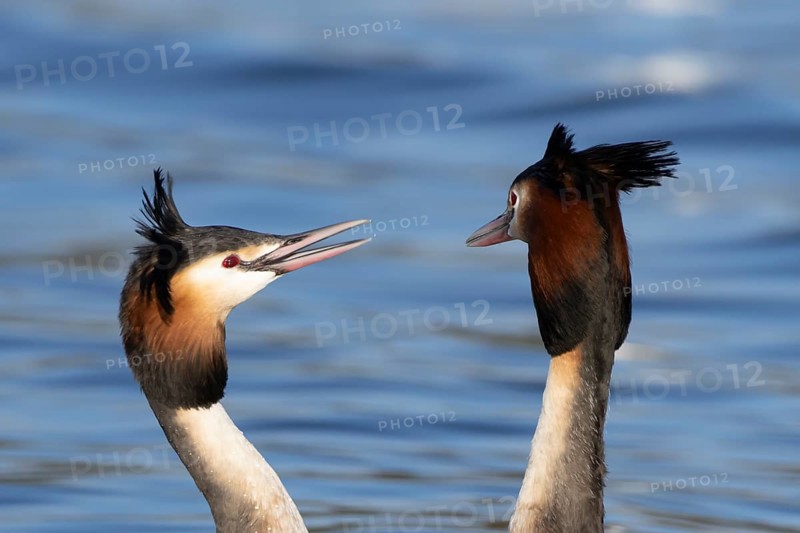 Great crested grebe (Podiceps cristatus) two adult birds during their love courtship display on a lake in spring, England, United Kingdom
