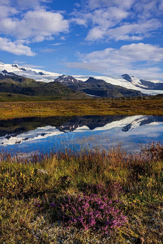 Glacier, reflection, lake, morning light, clouds, flowers, heath, summer, Fjallsjökull, Vatnajökull National Park, Iceland