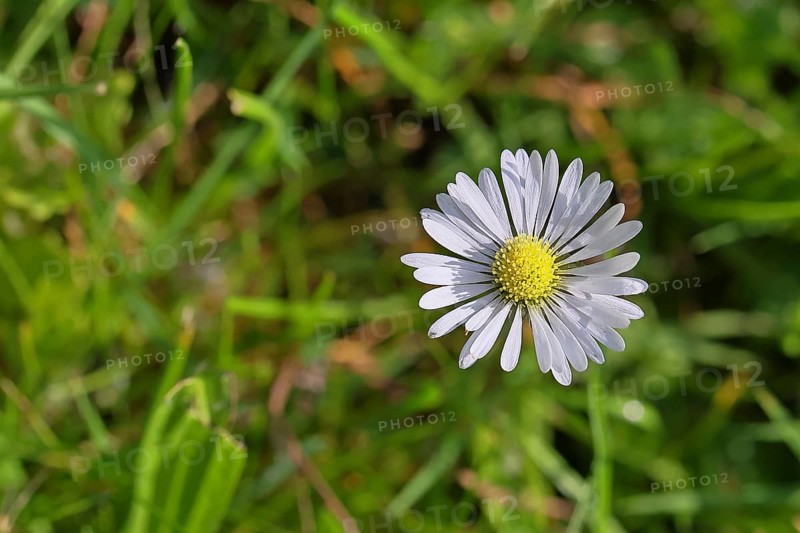 Daisy (Bellis perennis), flower on a lawn in a garden, Wilnsdorf, North Rhine-Westphalia, Germany