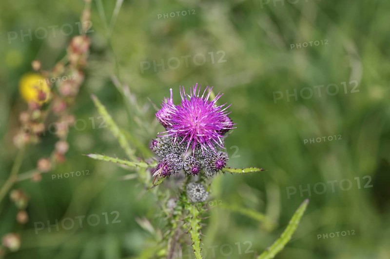 Marsh thistle (Cirsium palustre), flowers, Wilnsdorf, North Rhine-Westphalia, Germany