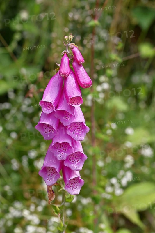 Common foxglove (Digitalis purpurea), flowers, close-up, from the plantain family, highly toxic, deadly poisonous plant, Wilnsdorf, North Rhine-Westphalia, Germany