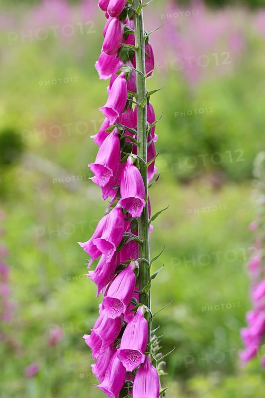 Common foxglove (Digitalis purpurea), flowers, close-up, from the plantain family, highly toxic, deadly poisonous plant, Wilnsdorf, North Rhine-Westphalia, Germany
