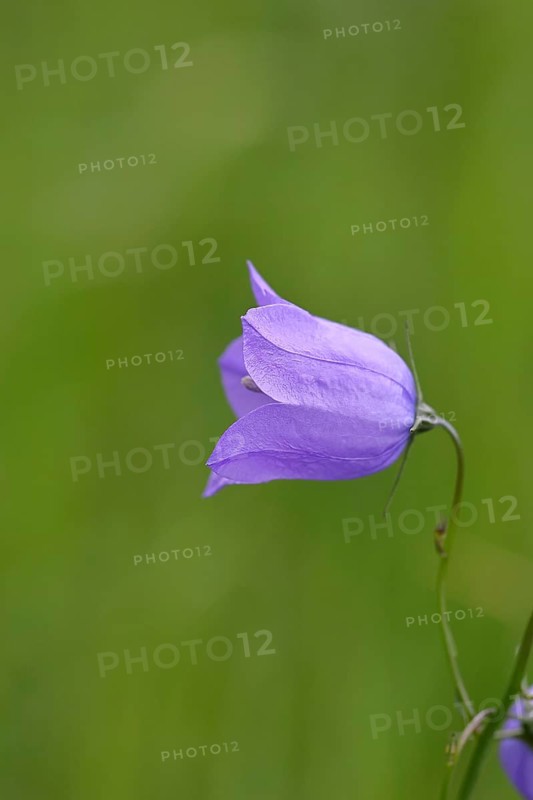 Meadow bellflower (Campanula patula), blue flower, on a rough meadow, Wilnsdorf, North Rhine-Westphalia, Germany