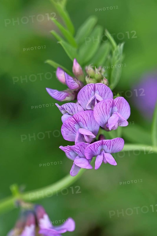 Fence vetch (Vicia sepium), flower, Wilnsdorf, North Rhine. Westphalia, Germany