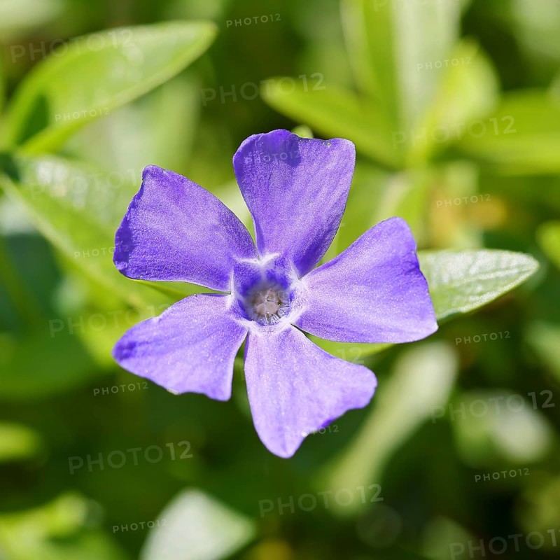 Bigleaf Periwinkle (Vinca major), blue flower in the garden, Wilnsdorf, North Rhine-Westphalia, Germany