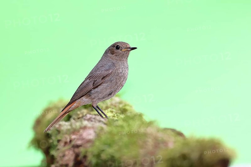 Black redstart (Phoenicurus ochruros), female on a moss-covered tree stump in a garden, Wilnsdorf, North Rhine-Westphalia, Germany