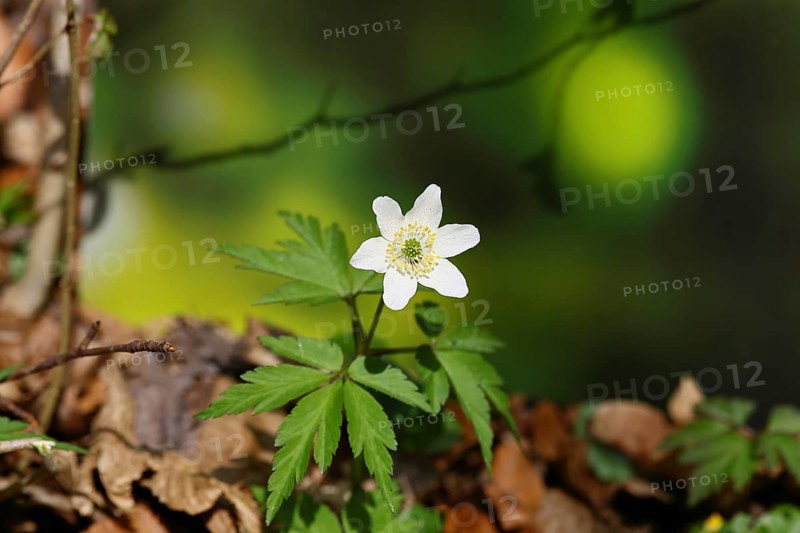 Wood anemone (Anemone nemorosa), flowering in a beech forest, spring, Wilnsdorf, North Rhine-Westphalia, Germany