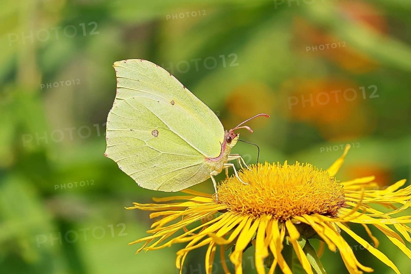 Lemon butterfly (Gonepteryx rhamny) on a yellow flower of a Great Telekie (Telekia speciosa), close-up, Wilnsdorf, North Rhine-Westphalia, Germany