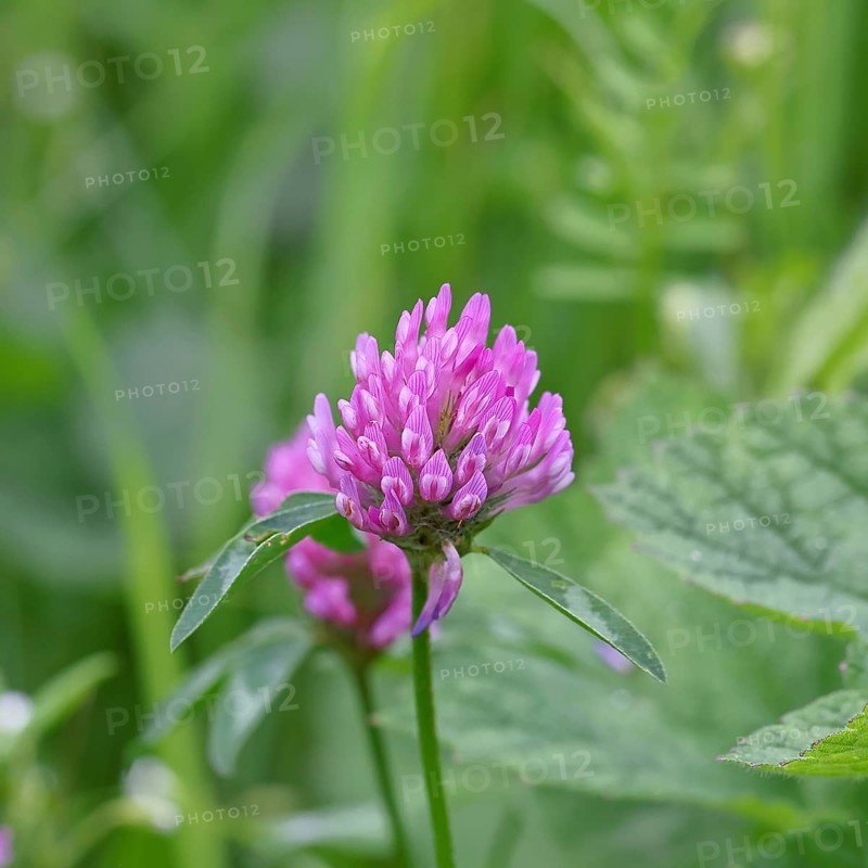 Meadow clover, red clover (Trifolium pratense), flower in a meadow, medicinal herb, Wilnsdorf, North Rhine-Westphalia, Germany