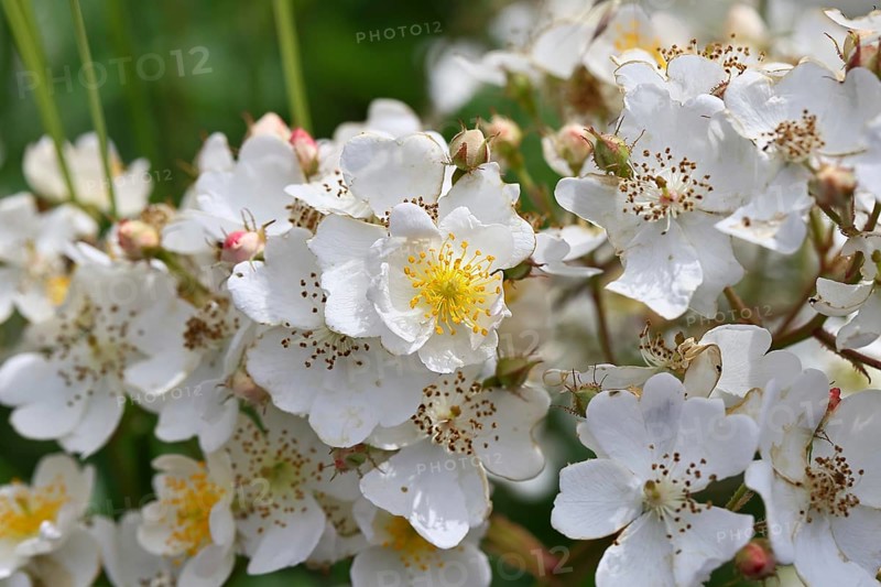 Bibernell rose (Rosa spinosissima L., syn.: Rosa pimpinellifolia L.), also called dune rose, earth rose, field rose, oat rose, prickly rose, spiky rose and rock rose, is one of the oldest wild rose species, dog rose, flowers on a bush, Wilnsdorf, North Rhine-Westphalia, Germany