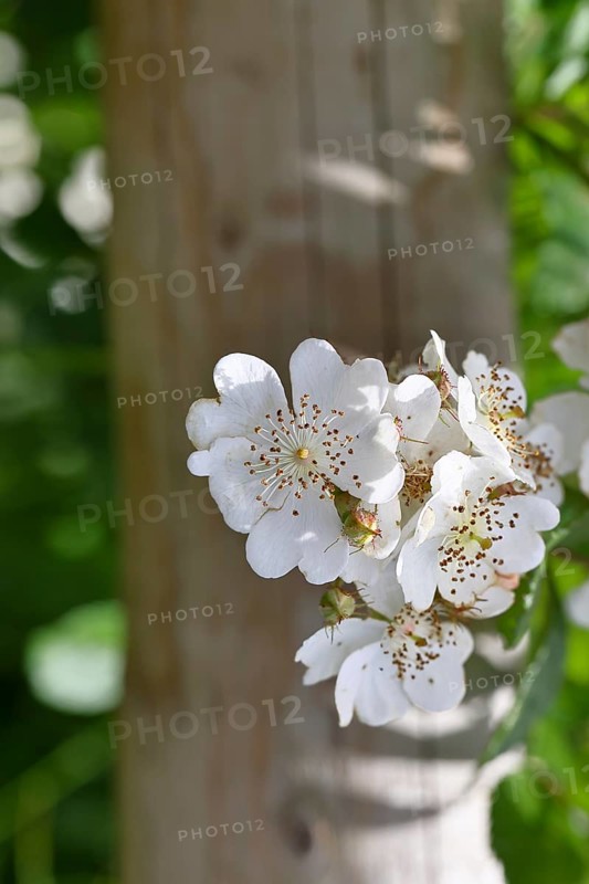 Bibernell rose (Rosa spinosissima L., syn.: Rosa pimpinellifolia L.), also called dune rose, earth rose, field rose, oat rose, prickly rose, spiky rose and rock rose, is one of the oldest wild rose species, dog rose, flowers on a bush, Wilnsdorf, North Rhine-Westphalia, Germany