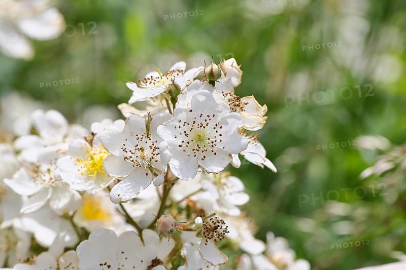 Bibernell rose (Rosa spinosissima L., syn.: Rosa pimpinellifolia L.), also called dune rose, earth rose, field rose, oat rose, prickly rose, spiky rose and rock rose, is one of the oldest wild rose species, dog rose, flowers on a bush, Wilnsdorf, North Rhine-Westphalia, Germany