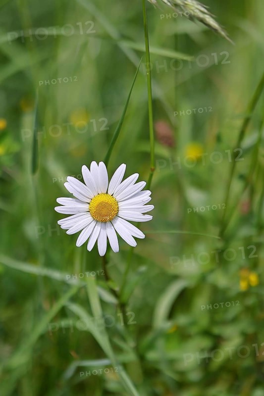 Daisy (Leucanthemum vulgare), flower in a meadow, close-up, macro, Wilnsdorf, North Rhine-Westphalia, Germany