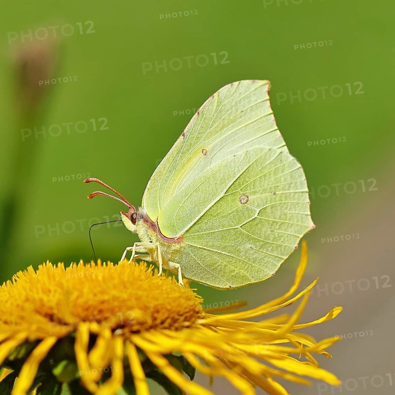 Lemon butterfly (Gonepteryx rhamny) on a yellow flower of a Great Telekie (Telekia speciosa), close-up, Wilnsdorf, North Rhine-Westphalia, Germany