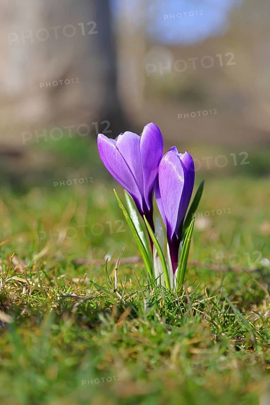 Violet crocus (Crocus neapolitanus), two flowers next to each other, spring, Siegen, North Rhine-Westphalia