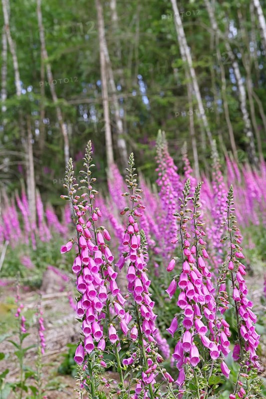 Common foxglove (Digitalis purpurea), flowers at the edge of a forest, from the plantain family, highly poisonous lethal plant, Wilnsdorf, North Rhine-Westphalia, Germany